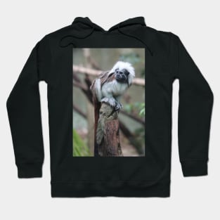 Cotton Top Tamarin Hoodie